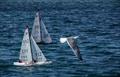 IOM European Championship in Rogoznica © JK Val Šibenik
