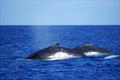 Niue - The humpback whales played through the boat on the mooring. They were curious, very careful and playful. They came as close as 3-4m to the stern of the boat, just carefully checking. An unforgettable experience