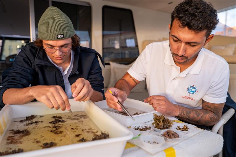 MODX 70 #01 - Science On Board photo copyright Maëva Bardy taken at  and featuring the Catamaran class