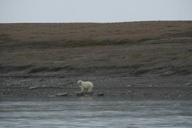 Polar bear, Fort Ross, Nunavut - photo © Ella Hibber