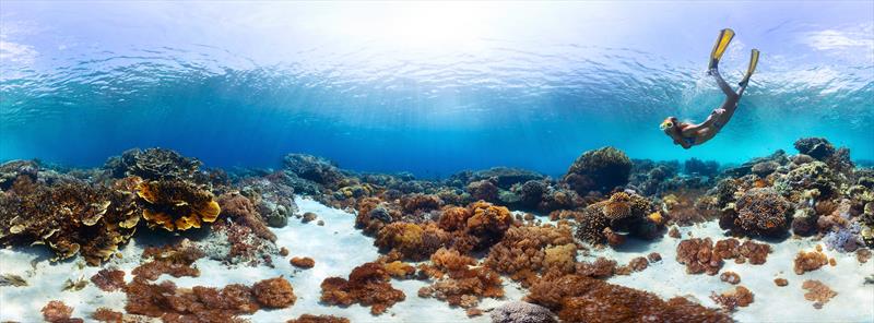 Snorkelling panorama - Bali National Park - photo © The Cruise Village