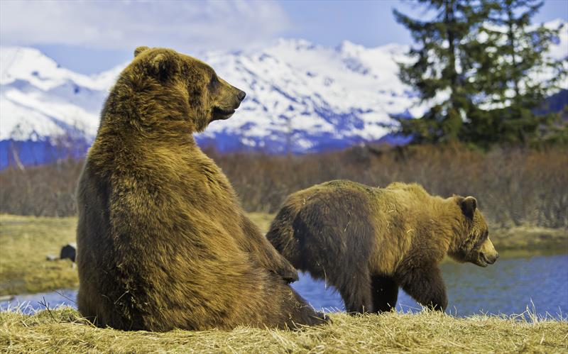 Grizzly Bears on Kodiak Island, Alaska - photo © Tradewind Voyages