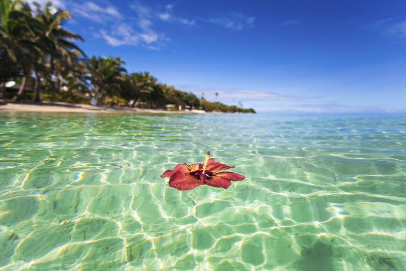 Fiji tropical island hibiscus flower - photo © Tradewind Voyages