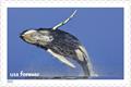 Breaching humpback whale on U.S. Postal Service stamp. 