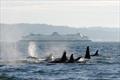 Orca pod swims in the Puget Sound as a ferry transits in the background
