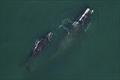 North Atlantic right whale Smoke and calf