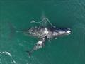 An entangled North Atlantic right whale, Snowcone and her calf. Snowcone was first documented as entangled in Cape Cod Bay, MA in March 2021. Snowcone was then documented with a calf during an aerial survey on Dec 2, 2021 near Cumberland Island, Georgia