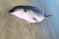 Gervais' beaked whale on the beach at Emerald Isle in North Carolina