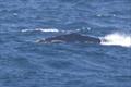 Even distant, blurry photos show identifying callosities