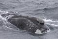 A previously unidentified eastern North Pacific right whale spotted in September 2023