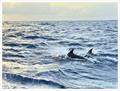 2023 ARC Plus - Manaia: dolphins