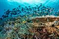 Fish community on a reef offshore of Baker Island, a remote equatorial island