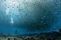 At a remote reef in the Mariana Islands, a diver observes a large school of atulai, bigeye scad, an important food fish in some Pacific regions