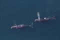 Study finds offshore wind areas a biologically important habitat for whales and dolphins