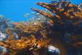 © NOAA