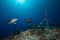 © Mote Marine Laboratory & Aquarium