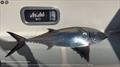Tristan Gourlay caught this butterfly mackerel on board Blue Moon II
