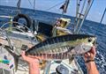 Yellowfin tuna at St Peter and St Paul Rocks - Blue Moon II circumnavigation