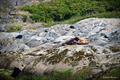A sunbathing sea lion