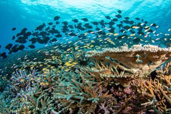 New research confirms land-sea relationship is major driver of coral reef  health outcomes