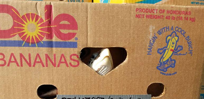 Turtle in banana box peeking photo copyright NOAA Fisheries taken at  and featuring the Cruising Yacht class