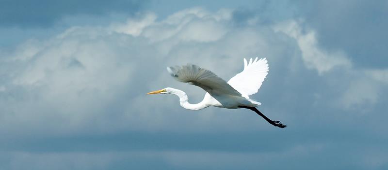 Admiral Ley enjoyed the birdlife in the Waterways - photo © Crystal Blues Digital