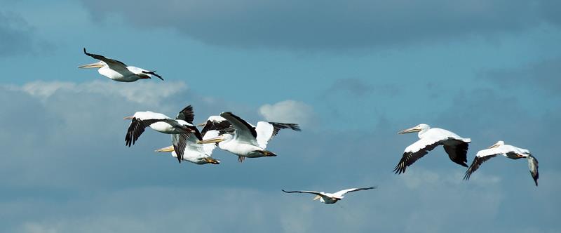 Beautiful weather, beautiful birds - photo © Crystal Blues Digital