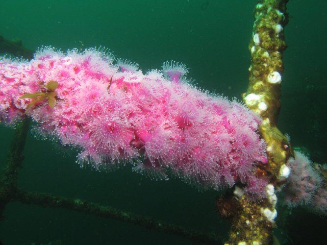 Jewel anemones in New Zealand - photo © Laurence Roberts and Mary Anne Unrau