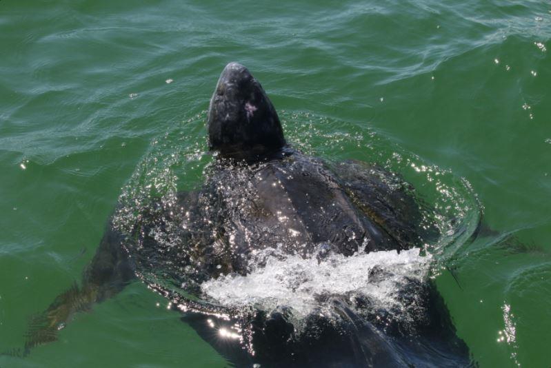 A leatherback swims in Cape Cod Bay in September. Permit #16556 - photo © NOAA Fisheries / Heather Haas, NEFSC