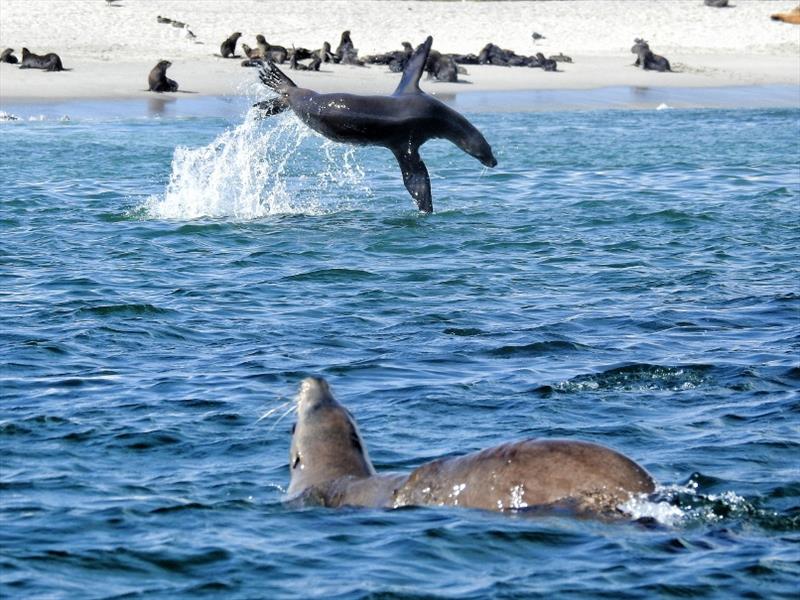 California sea lion frolicking near the rookery at San Miguel Island, California. - photo © NOAA Fisheries