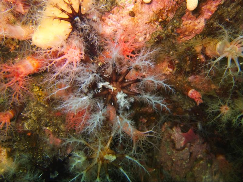 Sea cucumber Heterocucumis steineni - photo © Gail Ashton