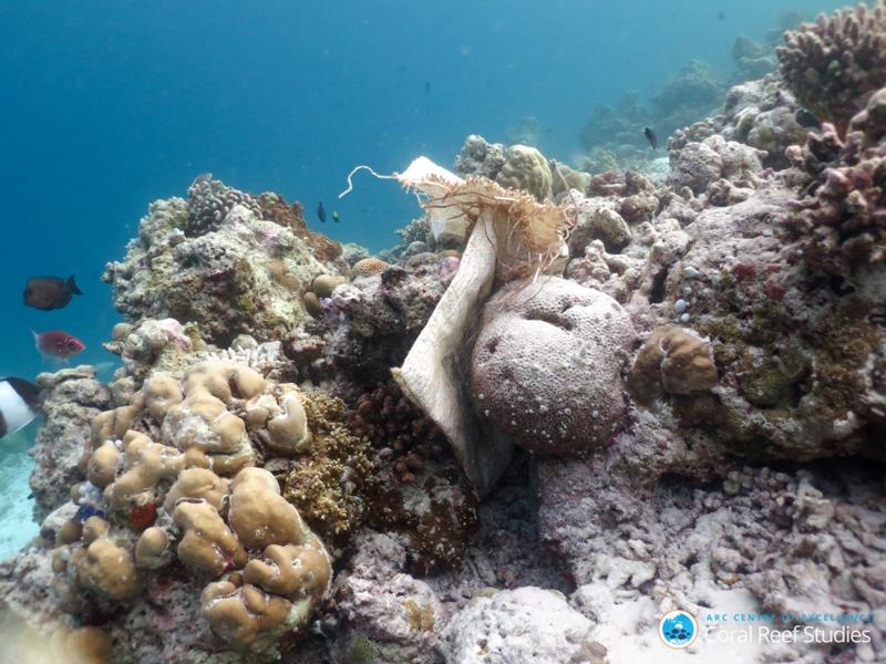 Plastic rice bag - photo © ARC CoE for Coral Reef Studies / Kathryn Berry