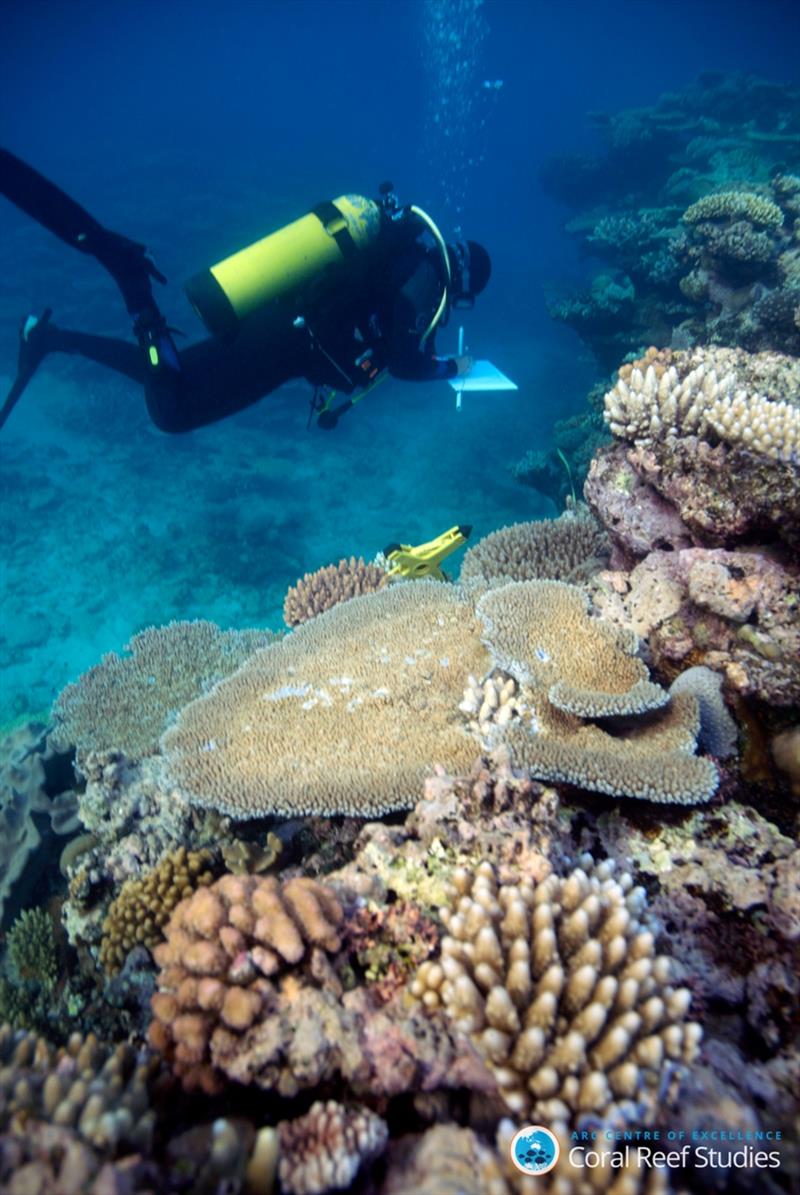 Dr. Lamb performing reef surveys on Great Barrier Reef photo copyright John Rumney taken at  and featuring the Cruising Yacht class