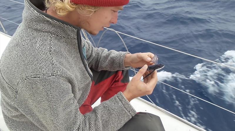 Charlie inspecting a flying fish - photo © Mission Ocean