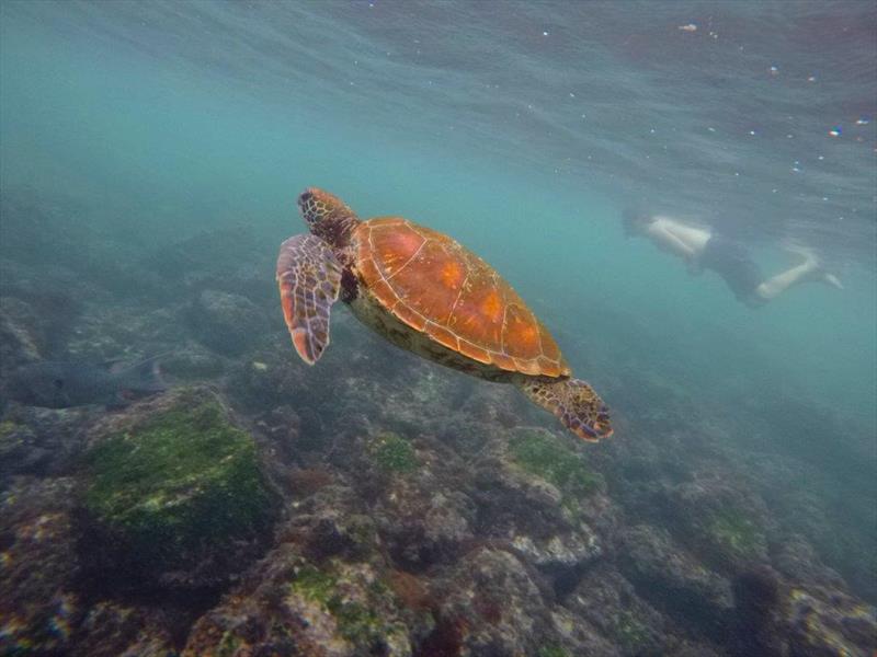 World ARC 2018 - Galapagos - Turtle photo copyright World Cruising taken at  and featuring the Cruising Yacht class