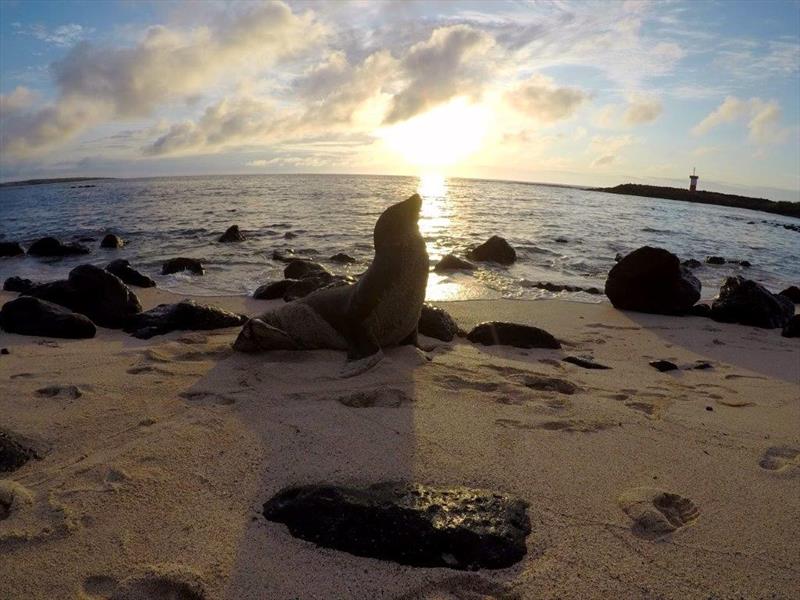 World ARC 2018 - Galapagos - Sea Lion photo copyright World Cruising taken at  and featuring the Cruising Yacht class