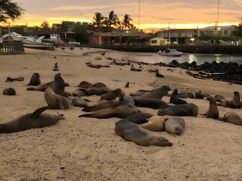 World ARC 2018 - Galapagos - Sea Lions - photo © World Cruising