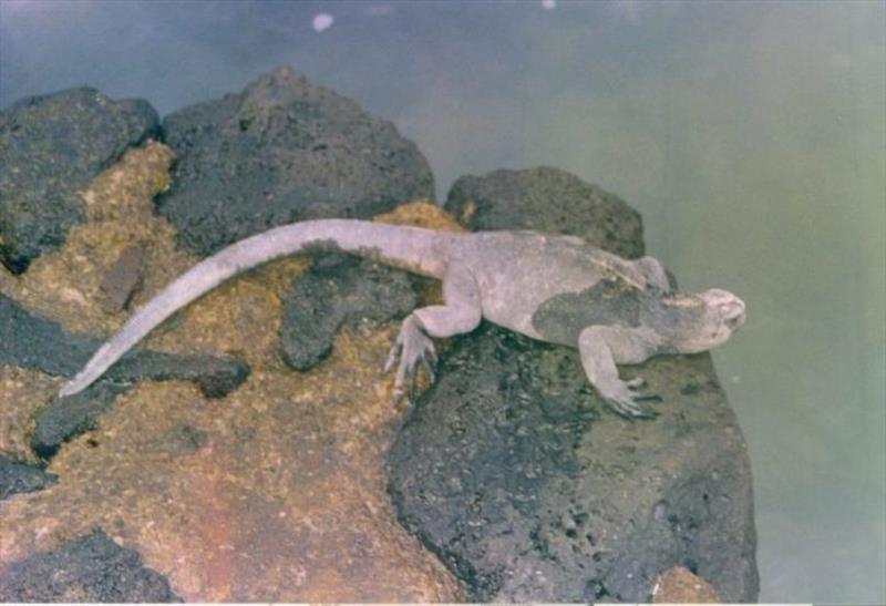 A sea iguana photo copyright Hugh and Heather Bacon taken at  and featuring the Cruising Yacht class