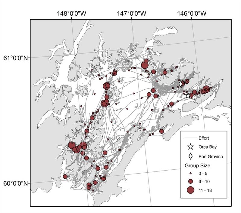 Effort and sightings of Dall's porpoise during whale and forage fish surveys in all seasons from September 2007 - April 2015 in Prince William Sound, Alaska. Symbol sizes indicate the number of individuals in the observed groups. - photo © NOAA Fisheries