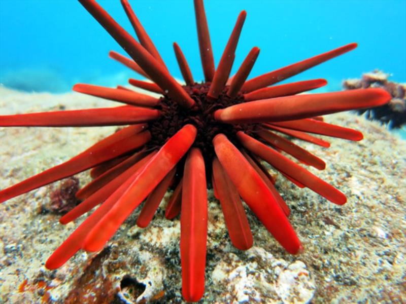 Red slate pencil urchin (Heterocentrotus mamillatus) on the reef at Hawaii Island photo copyright NOAA Fisheries / Kevin Lino taken at  and featuring the Cruising Yacht class