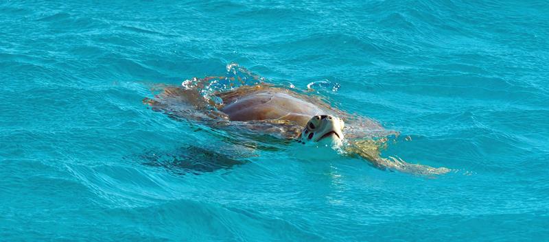 Beautiful Bahamas cruising  - photo © SV Crystal Blues