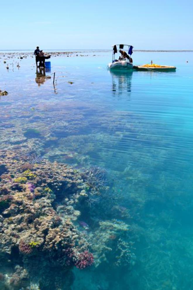 Experimental set-up and research team at a coral reef flat study site at One Tree Island in Australia's Great Barrier Reef photo copyright Aaron Takeo Ninokawa of UC Davis taken at  and featuring the Cruising Yacht class