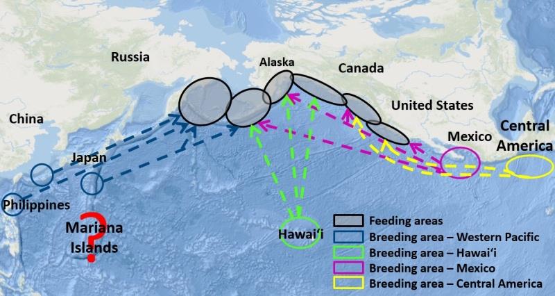 Links between North Pacific humpback whale winter breeding areas and predominant summer feeding areas. Are humpback whales breeding in the Mariana Islands, and how are these whales linked to other North Pacific feeding and breeding areas? - photo © NOAA Fisheries