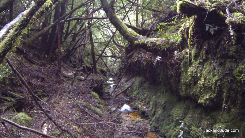 The creek bank had been benched, meaning that someone had cut it vertically - photo © Jack and Jude