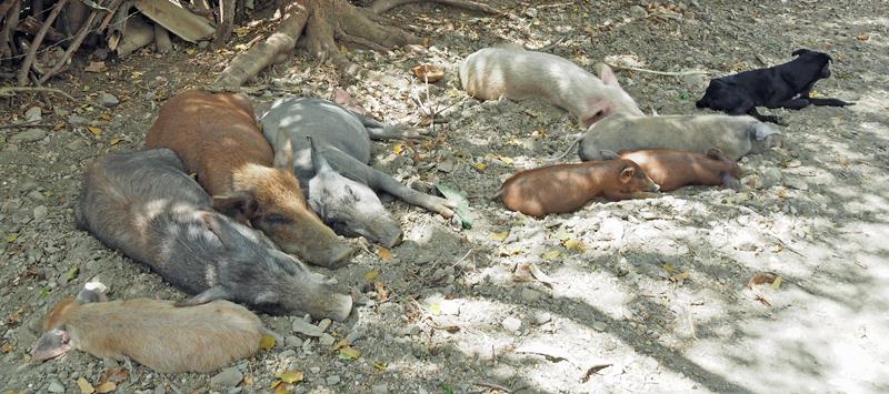 Pigs - photo © Neil Langford