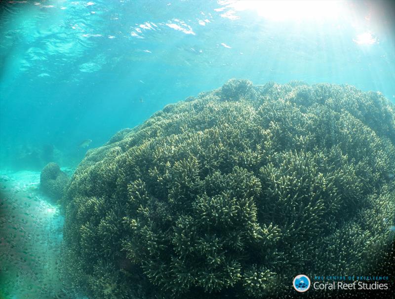 Healthy Acroprid colony on Rottnest Island, Western Australia photo copyright Claire Ross, UW taken at  and featuring the Cruising Yacht class