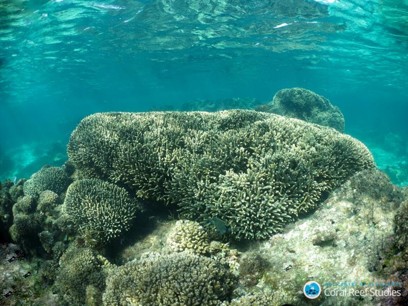 Healthy Acroprid colony on Rottnest Island, Western Australia. - photo © Claire Ross, UWA 