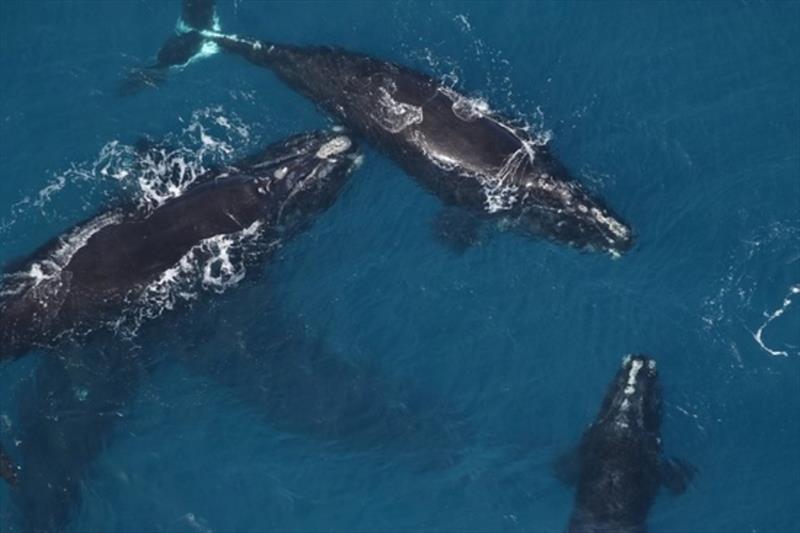 An aerial survey team, aboard NOAA's Twin Otter aircraft, spotted 9 right whales, but no calves, off Jekyll Island, Georgia on February 20, 2018 - photo © Sea to Shore Alliance