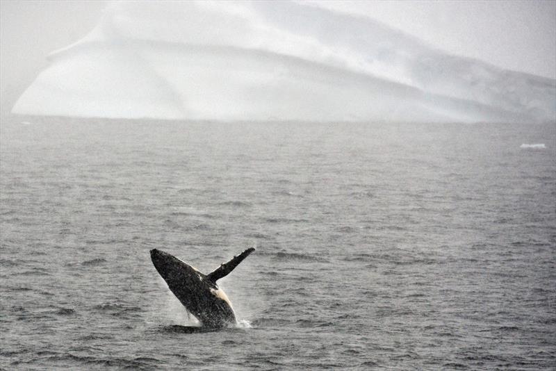 Humpback whales in the southern oceans around Antarctica appear to be breeding successfully, recovering their population.Credit - photo © Eitan Abramovich / Agence France-Presse — Getty Images