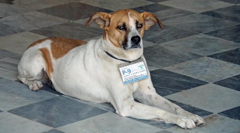 Yep, that is a dog registration tag - Complete with photo ID photo copyright Neil Langford, SV Crystal Blues taken at  and featuring the Cruising Yacht class